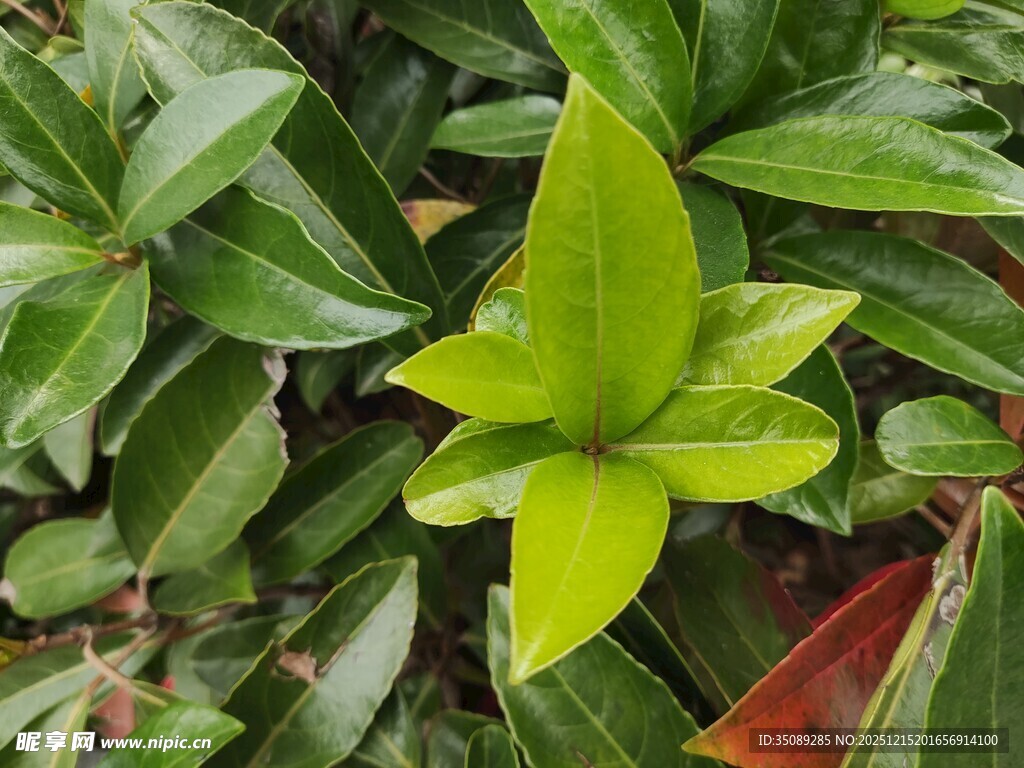翠绿叶片中的清新绿植
