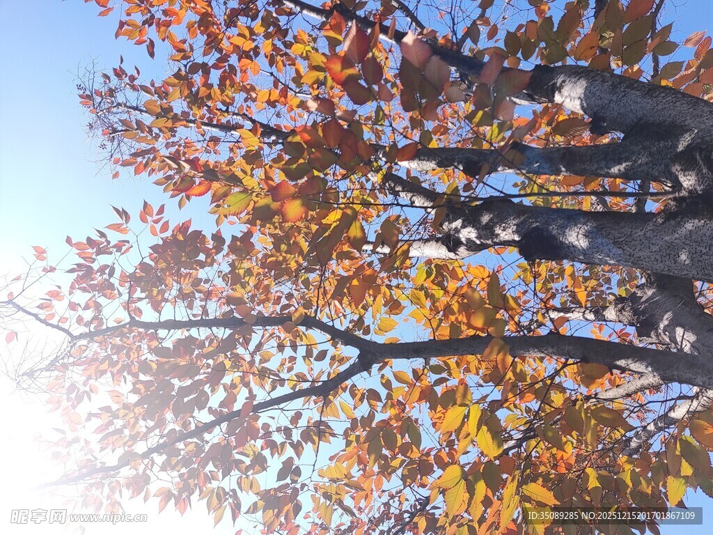 秋日树梢斑斓叶映蓝天
