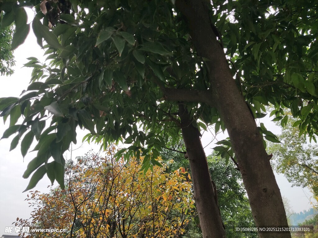 林间树木枝叶繁茂景象