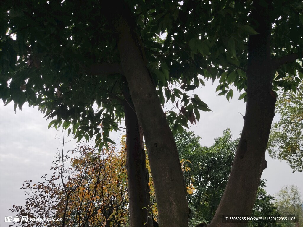 林间树木枝叶繁茂景象