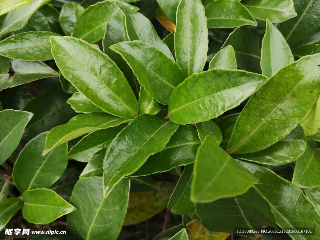 翠绿鲜嫩的绿叶植物