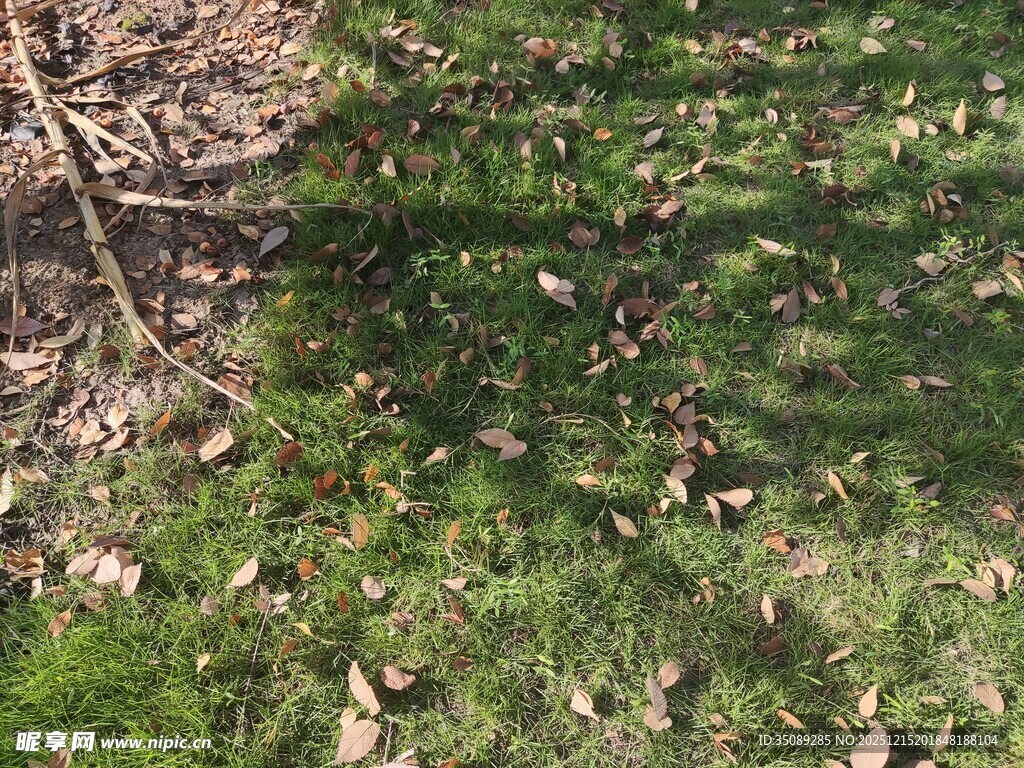 秋日草地落叶光影