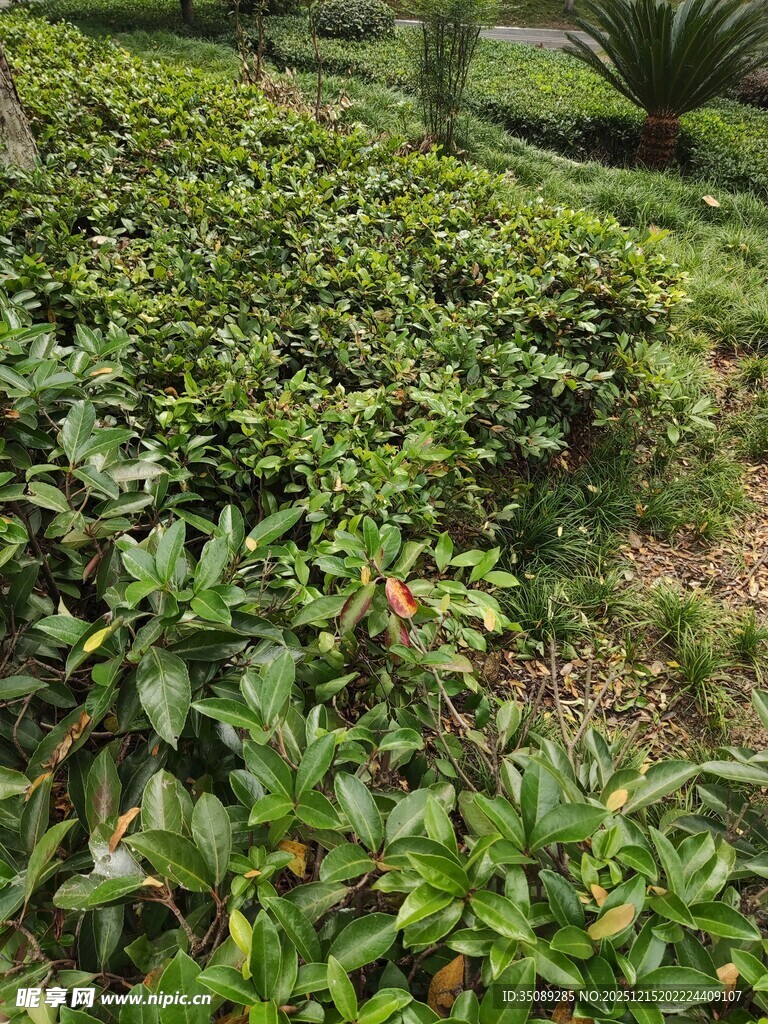 茶园绿意盎然的景象