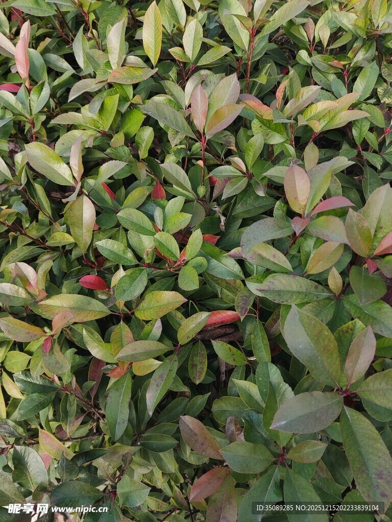 绿叶间的多彩叶片植物