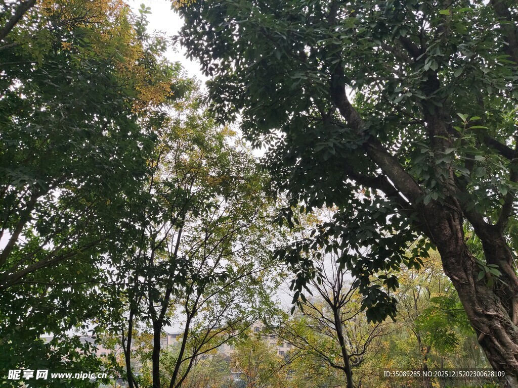 林间绿意盎然的繁茂树木