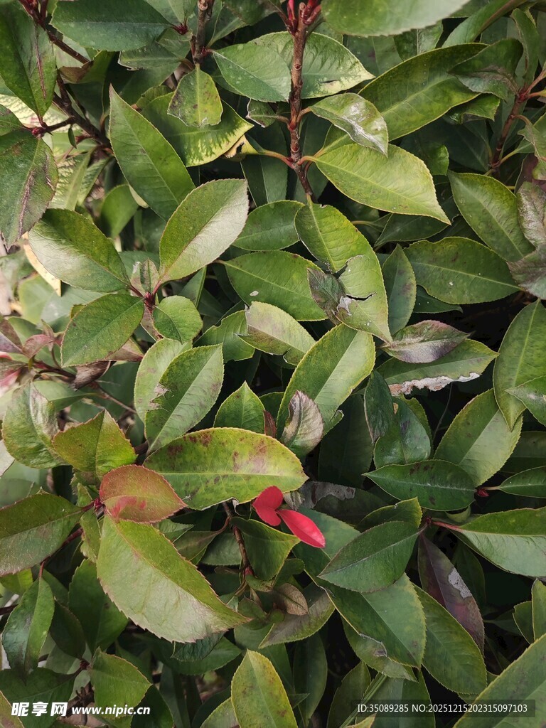 绿叶间的一抹红