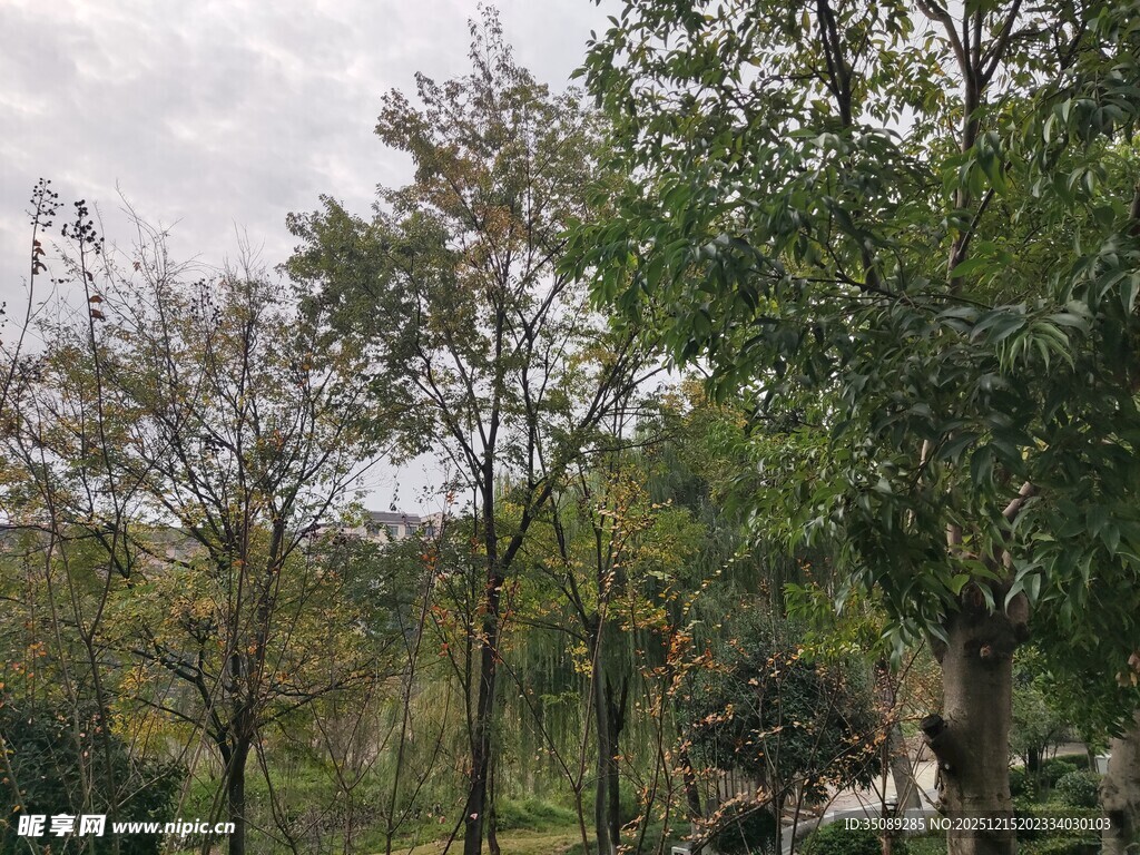 户外繁茂树林景观