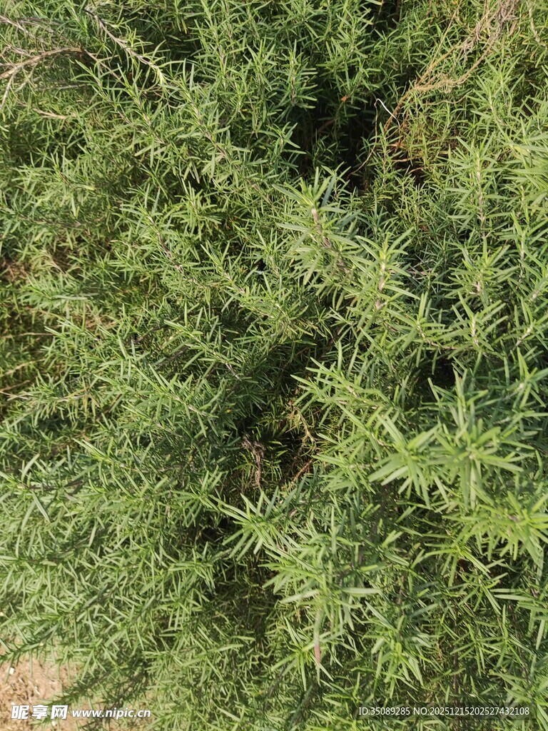 茂密翠绿的迷迭香植株