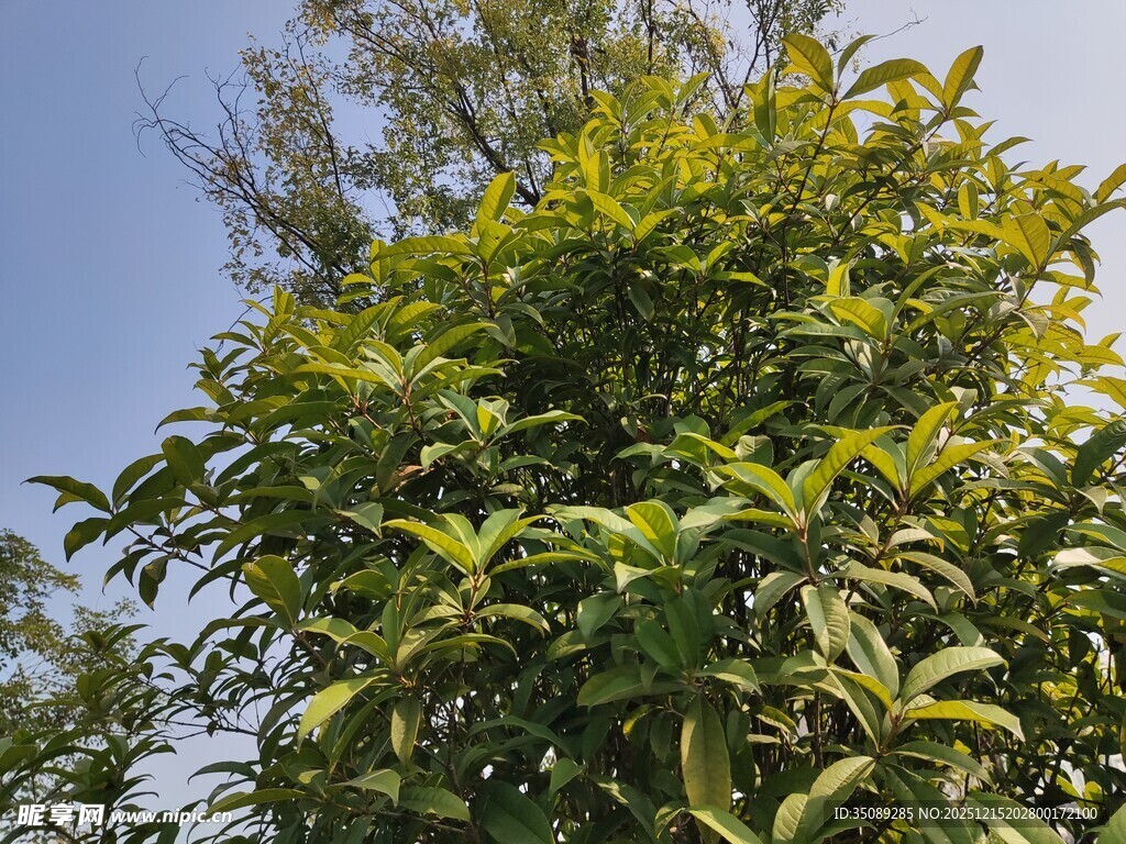 阳光下的葱郁绿树