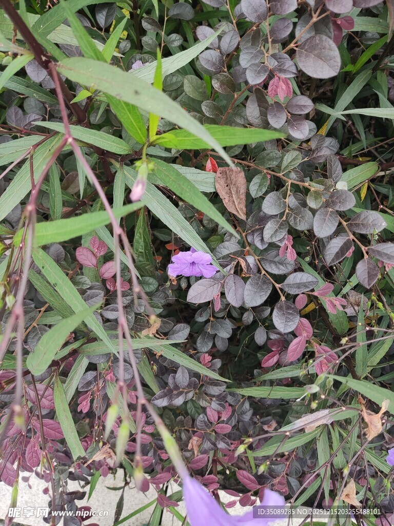 紫色小花点缀绿叶间