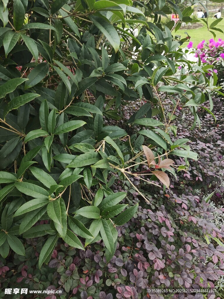 绿叶丛中的紫色花卉