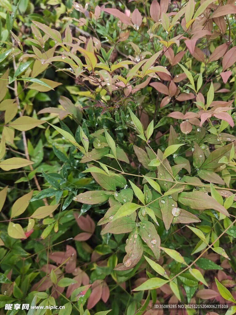 多彩叶片植物特写