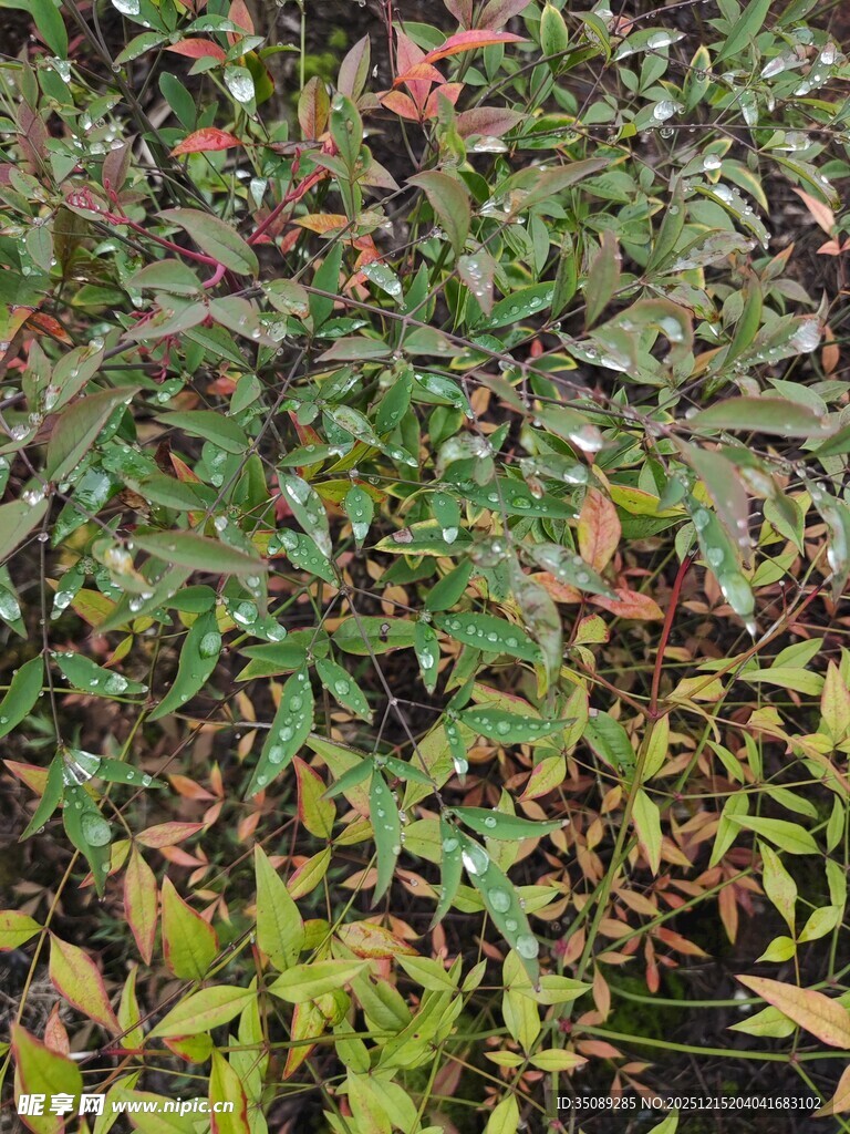 多彩植物叶片特写