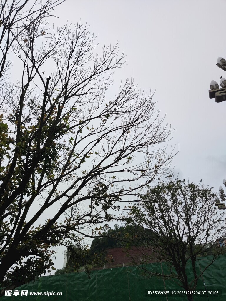 冬日枯树与远处屋顶景象