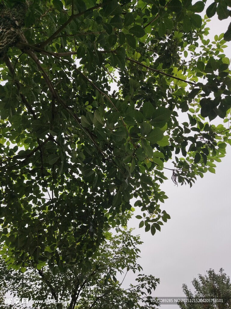 枝叶繁茂的树梢