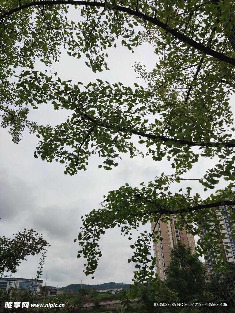 仰视绿树与天空的景致