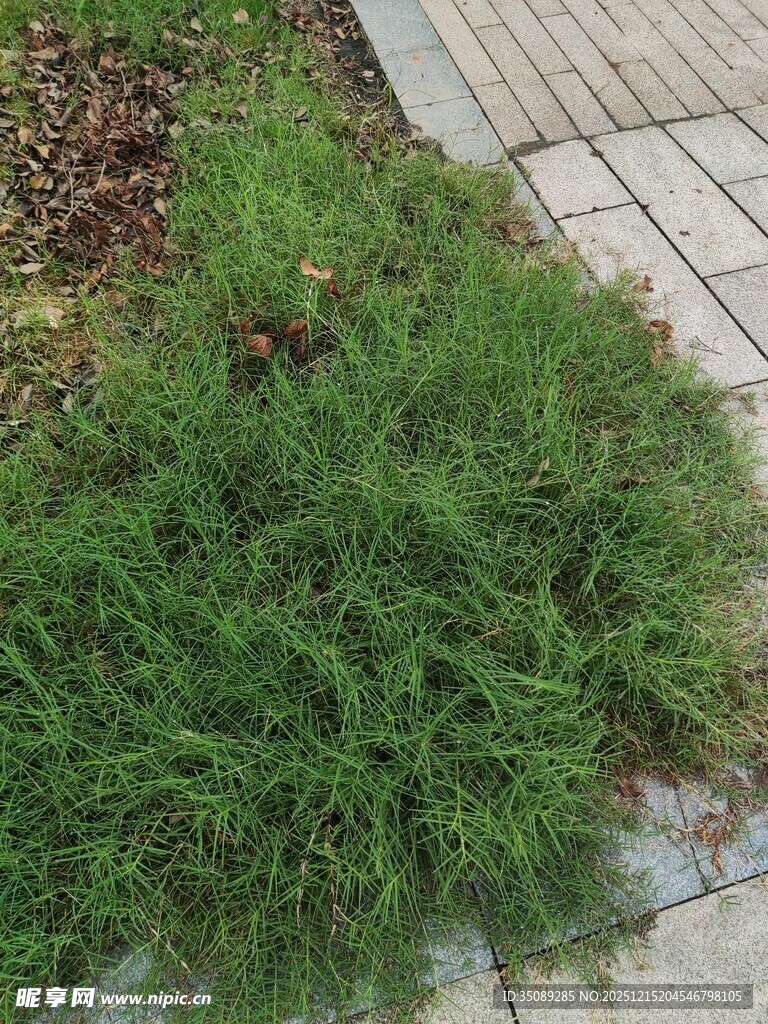 路边翠绿草丛