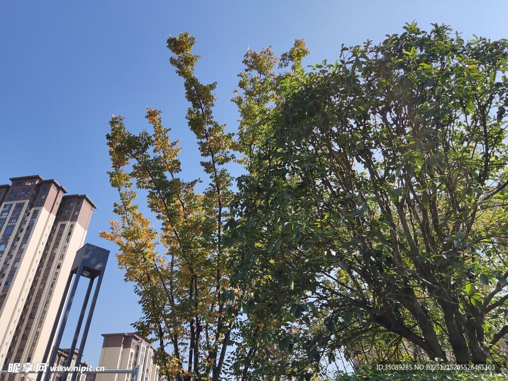 城市中葱郁树木与高楼