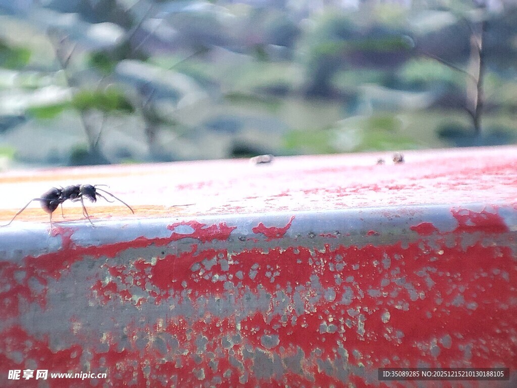 红面上的独行蚂蚁