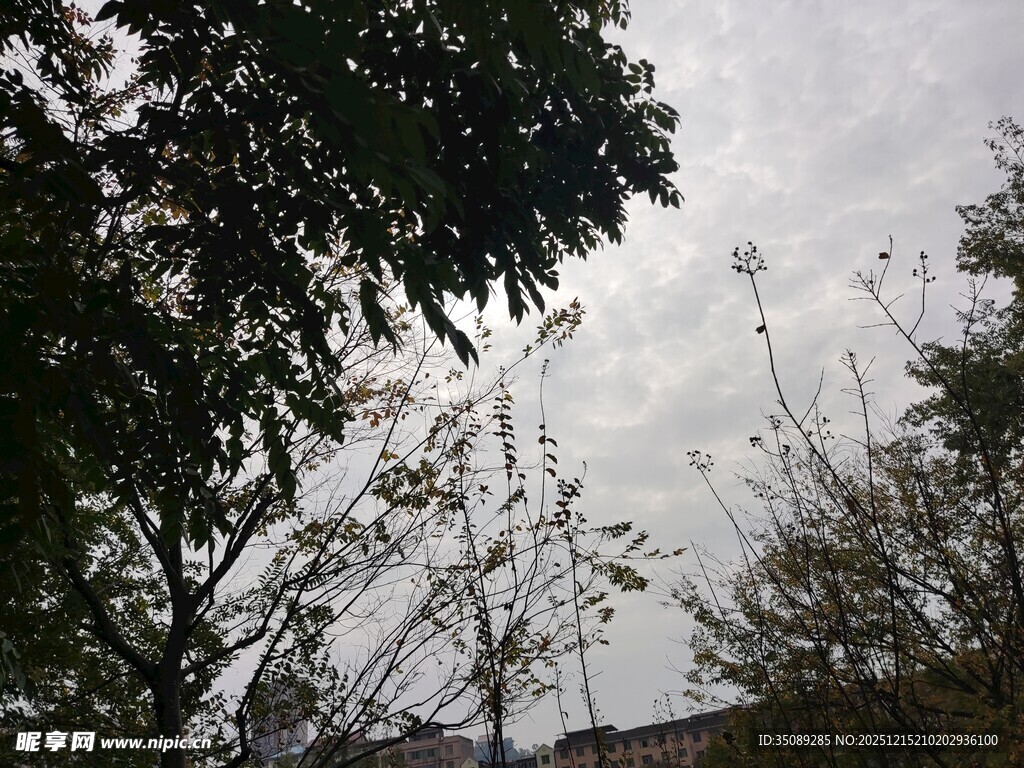 阴天中的树木与朦胧远景