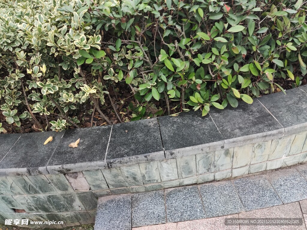 路边绿植与石板路