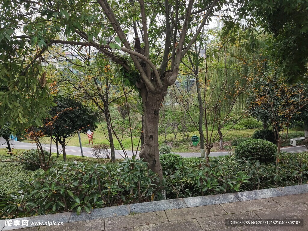 公园绿意盎然的林荫景致