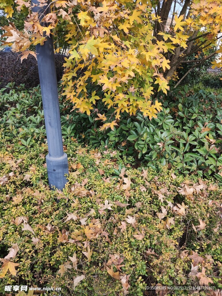 秋日绿植旁的蓝色物件