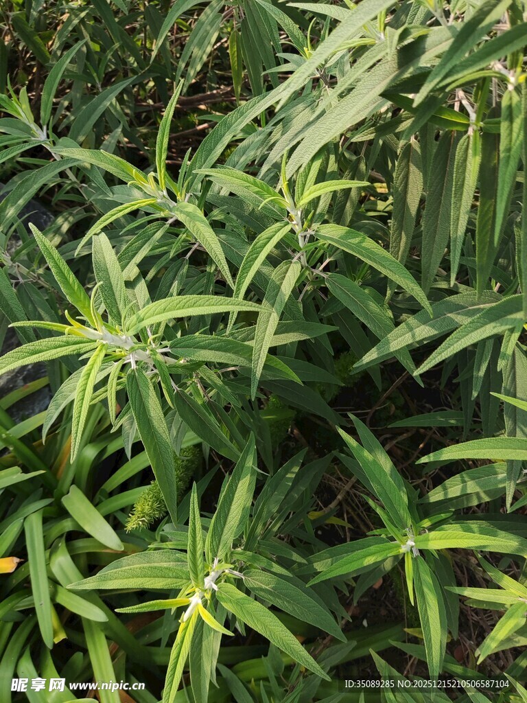 翠绿斑斓的观叶植物