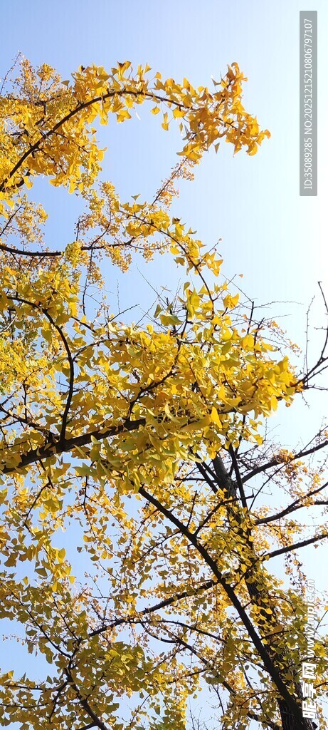 秋日金黄树枝蓝天相伴