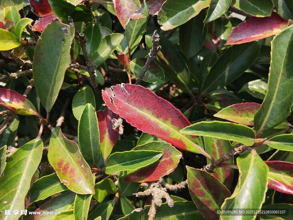多彩叶片植物特写