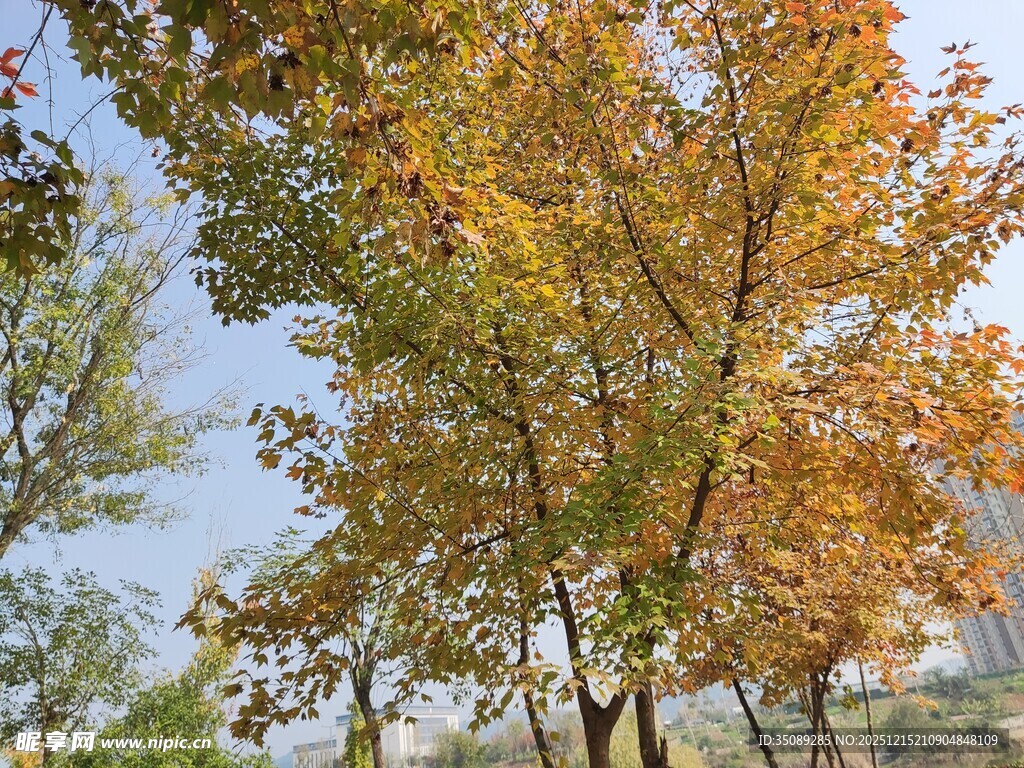 秋日斑斓树木风景