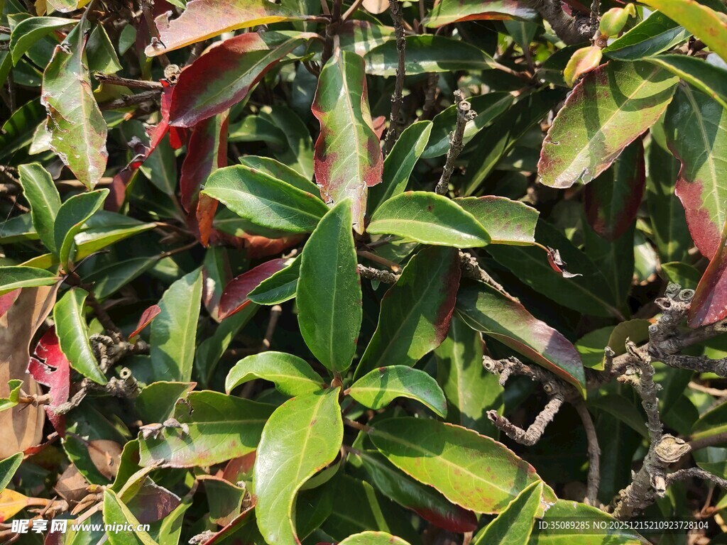 多彩叶片的植物景观
