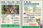 流浪猫宣传单