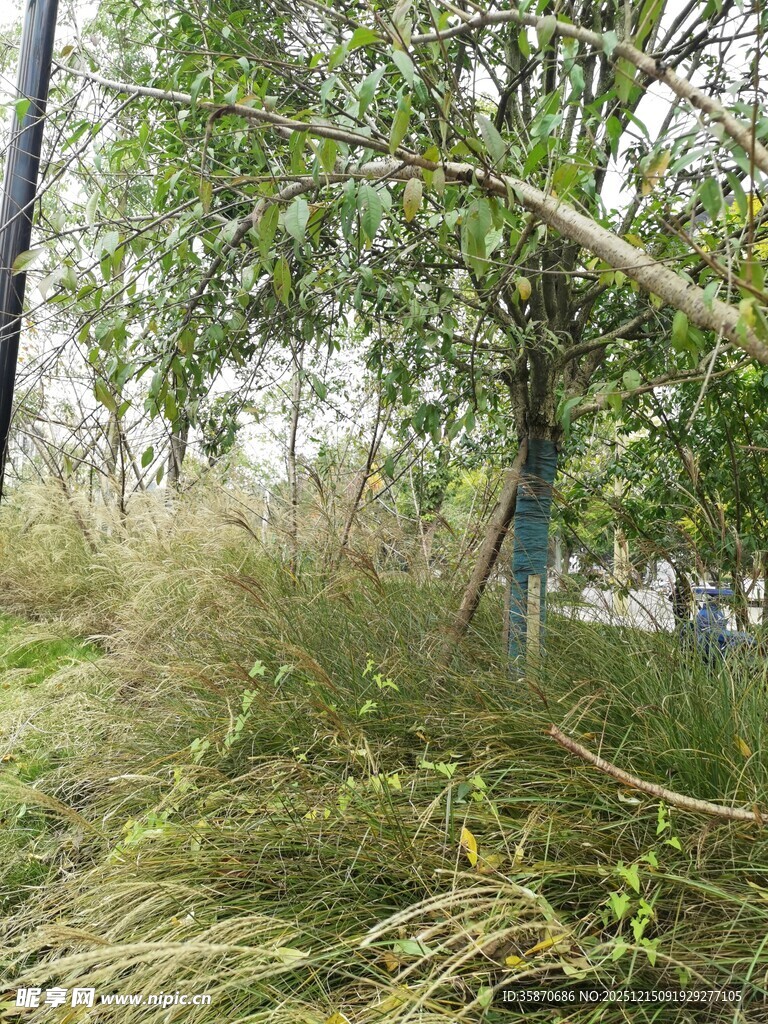 户外繁茂草木与树木景观