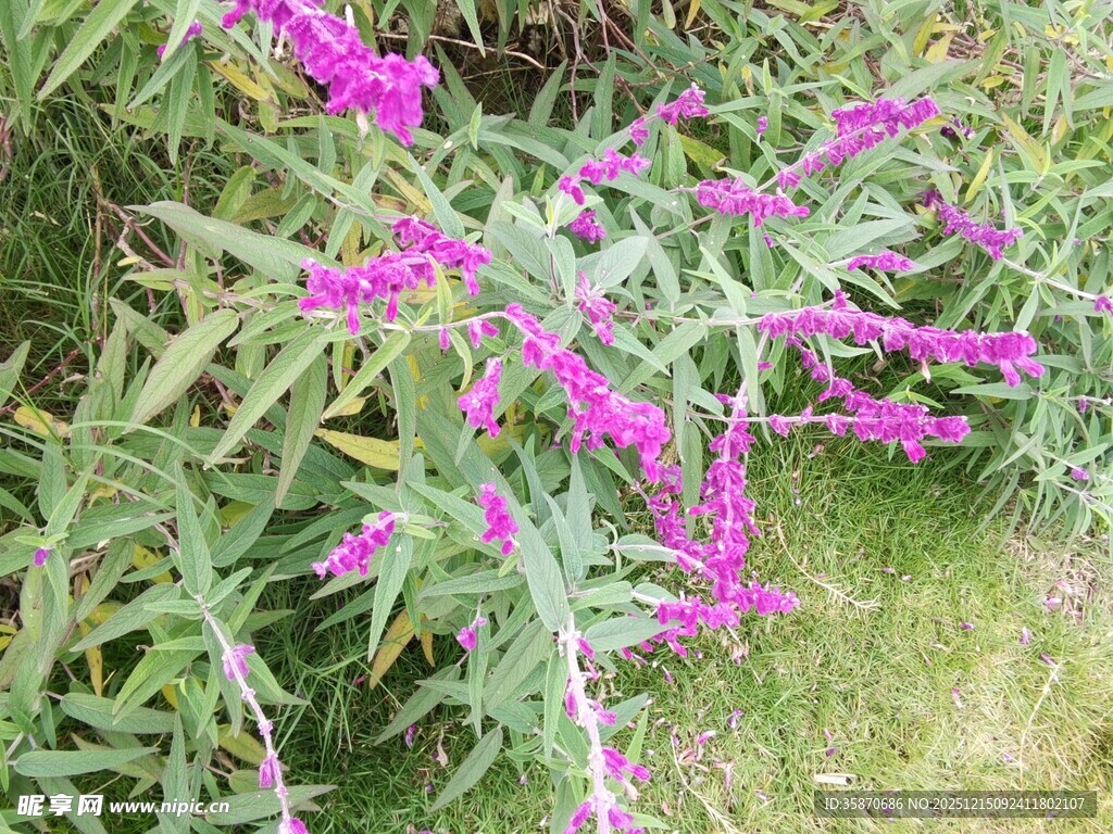 紫色花卉绽放于绿叶间