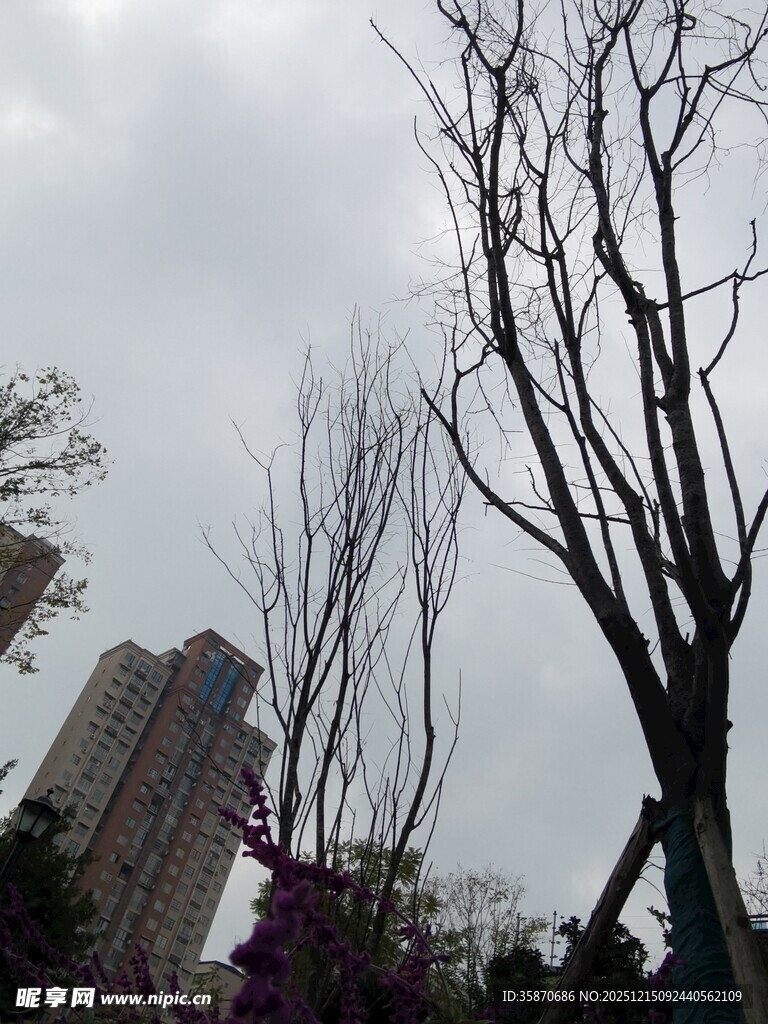 阴天里的光秃树木与建筑