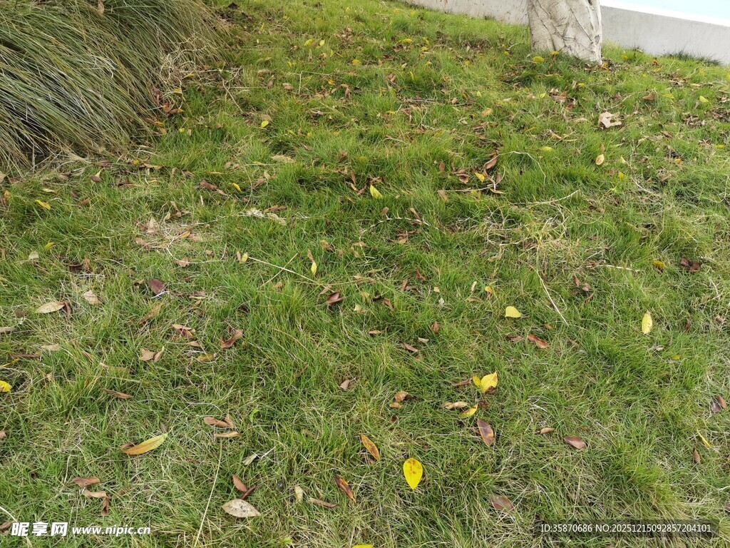 草地中的黄色小花