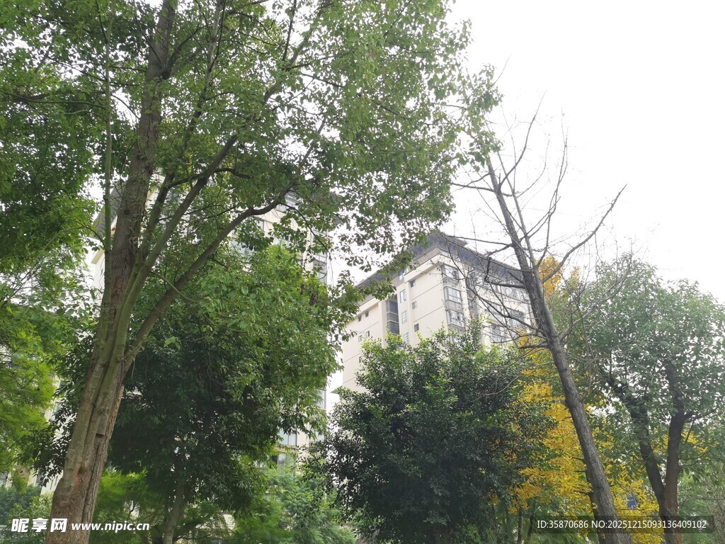 绿树环绕中的房屋