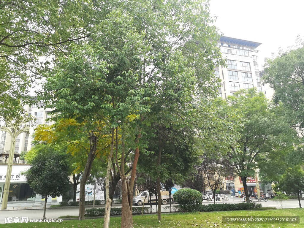 城市中的绿树景观