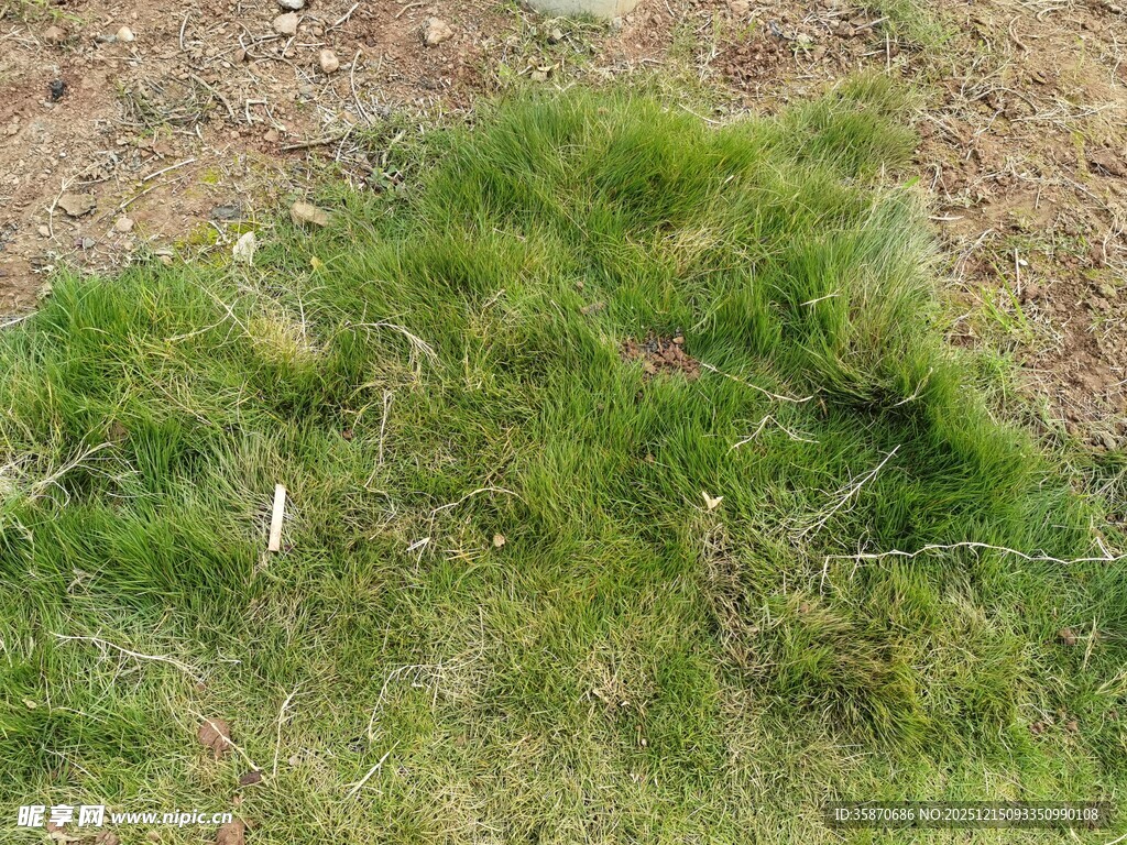 地面上的一片嫩绿草丛