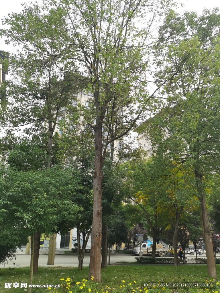 公园绿树黄花景致