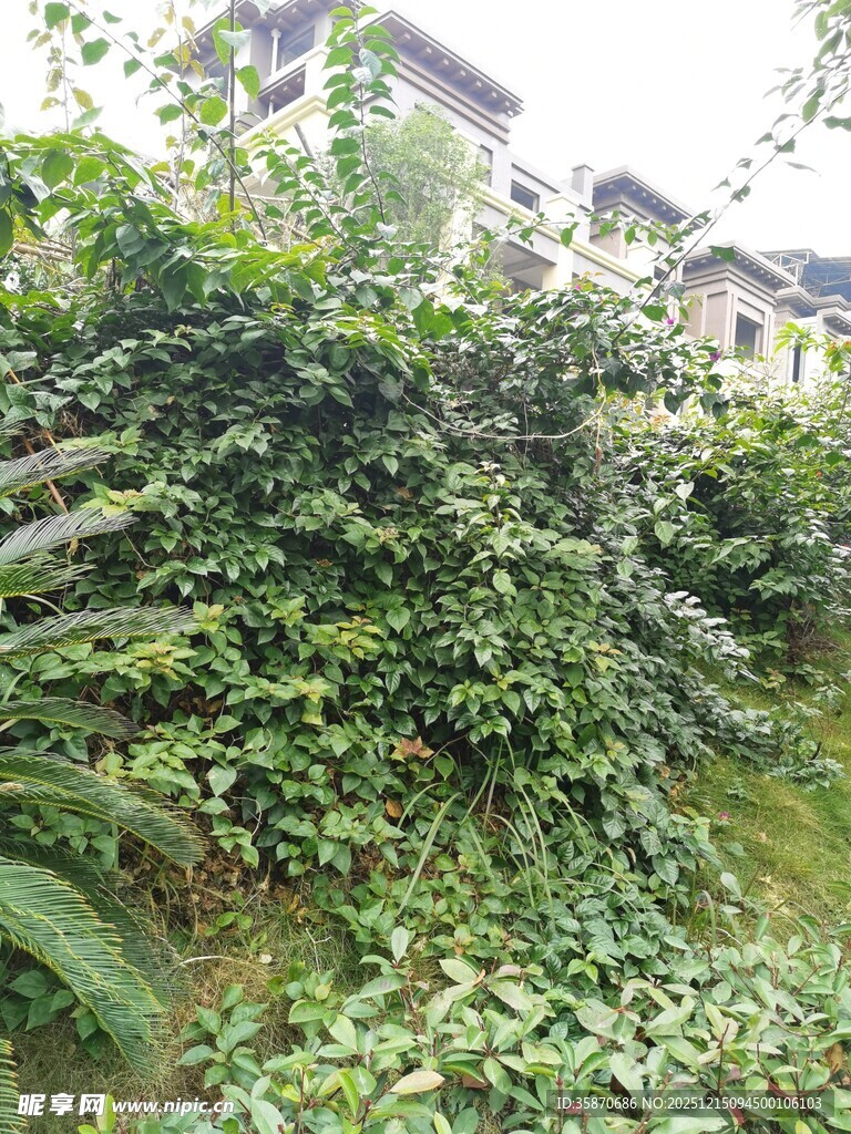 繁茂绿植覆盖的庭院角落