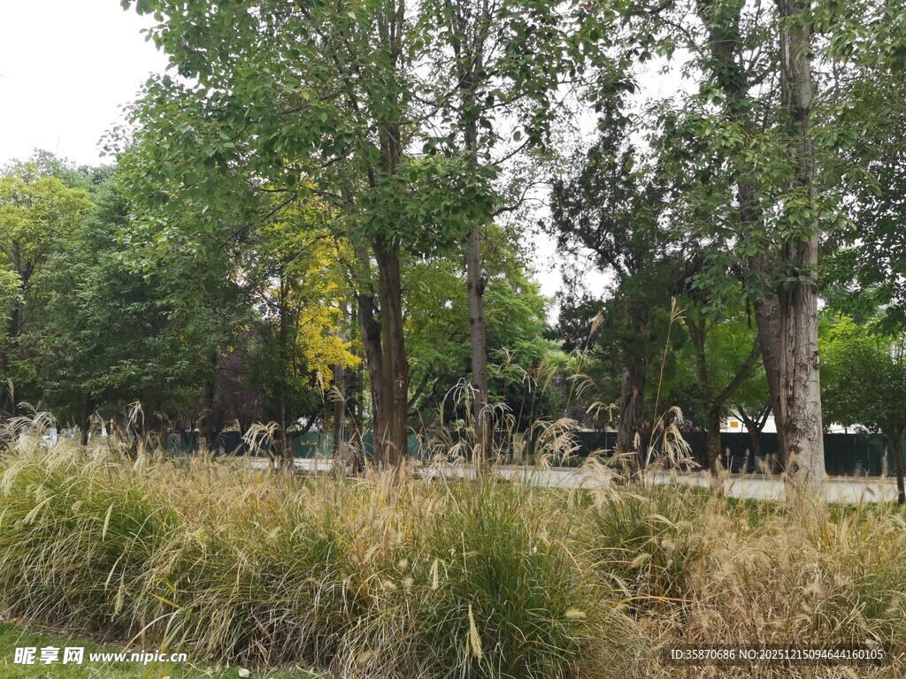 秋日草地旁的葱郁树林