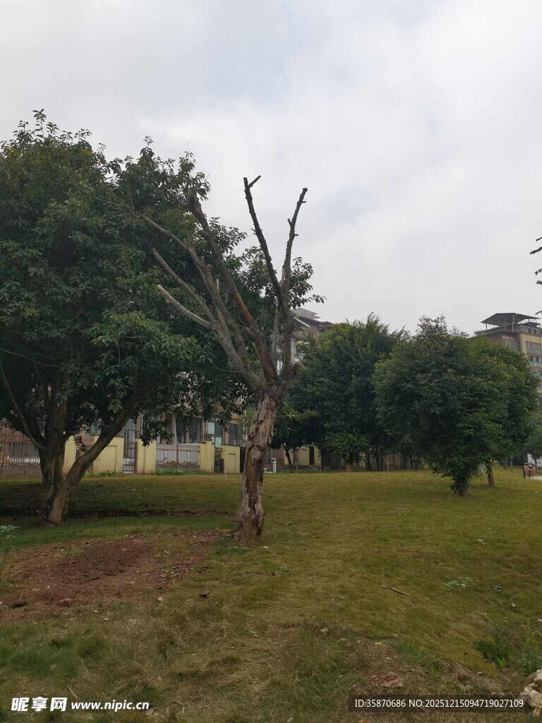 公园中枯树与绿树相映