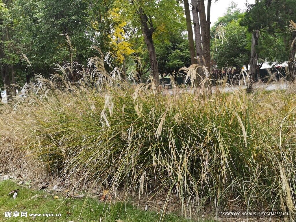 户外丛生的观赏草景观