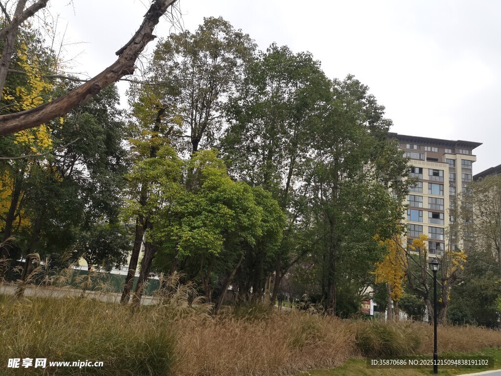 秋日校园树木与建筑景观