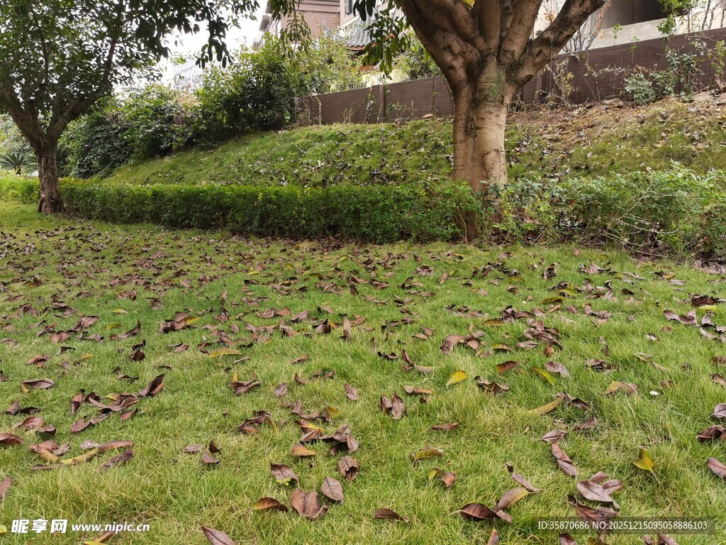 草地树木景观图