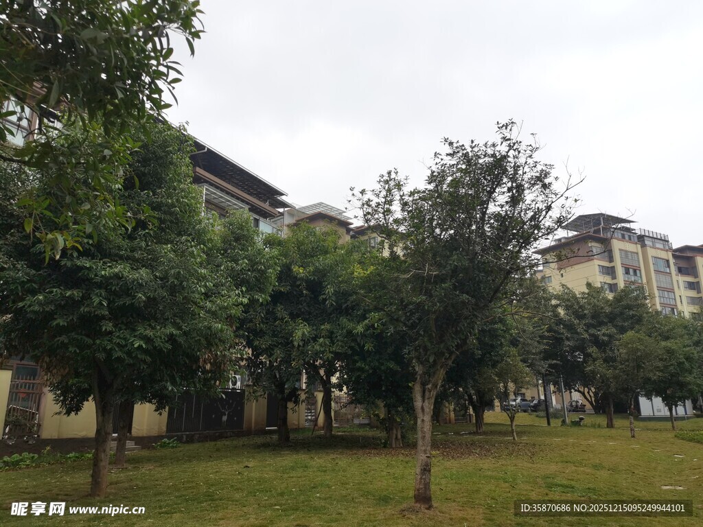 小区内的绿树与楼房景观