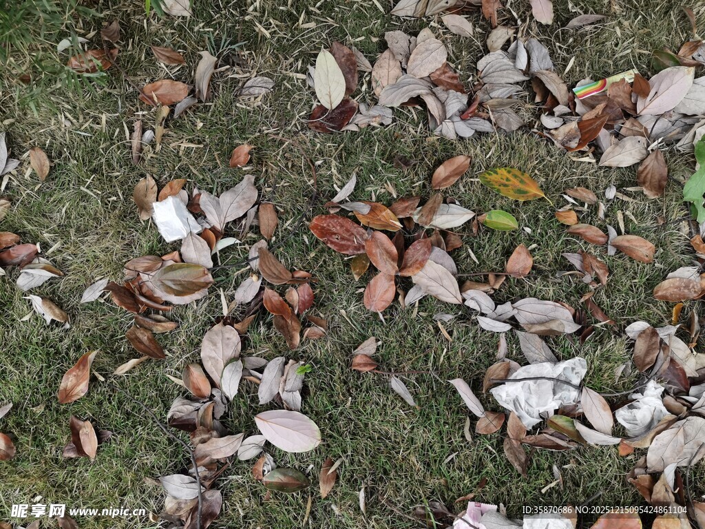 地面散落的多彩落叶