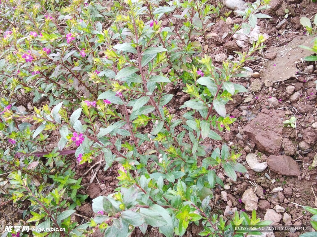 地面生长的多彩植物